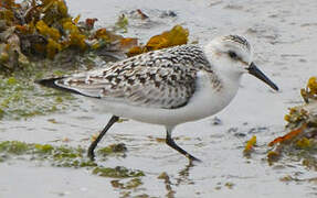 Bécasseau sanderling