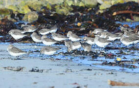 Dunlin