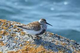 Dunlin