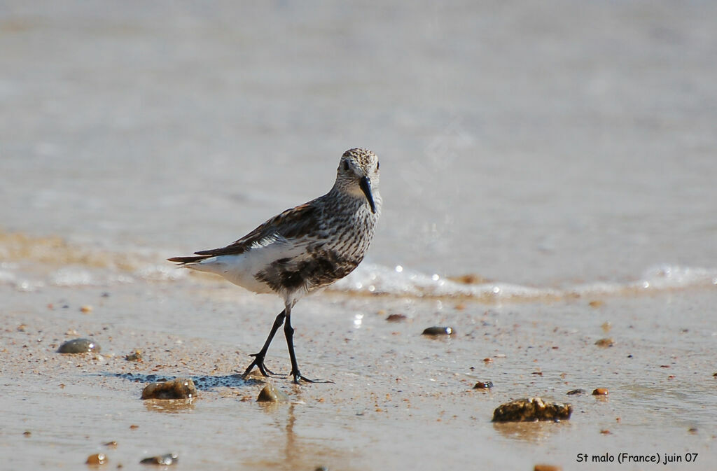 Bécasseau variable