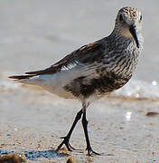 Dunlin