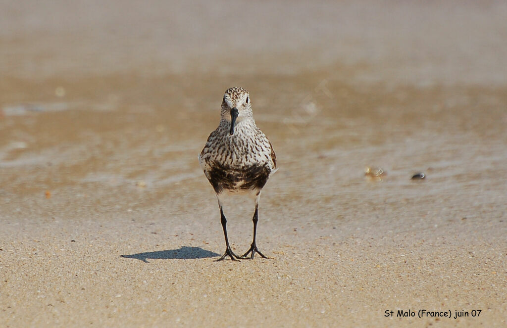 Bécasseau variable