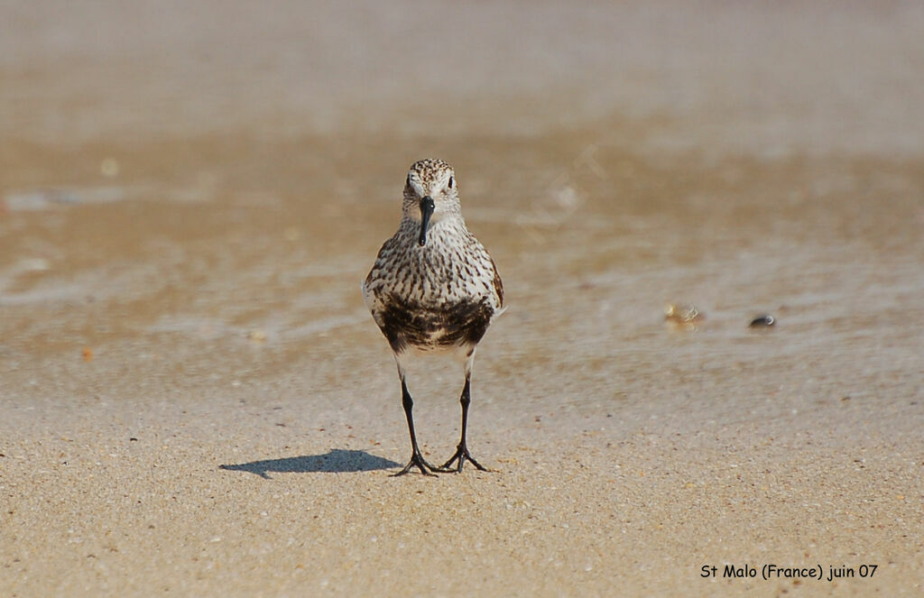 Bécasseau variable