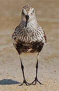 Dunlin