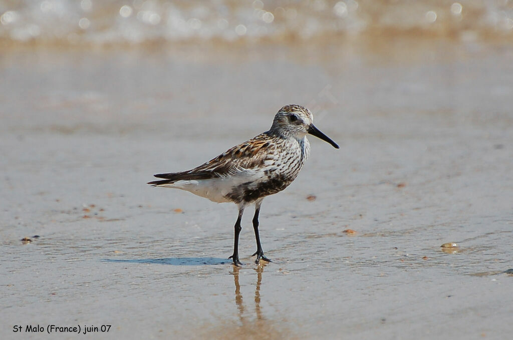 Bécasseau variable