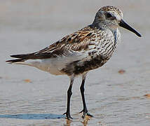 Dunlin