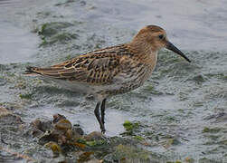 Dunlin