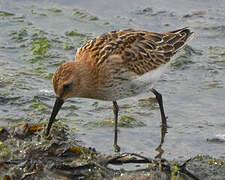 Dunlin