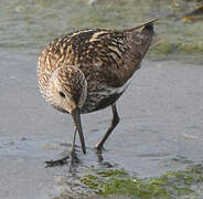 Dunlin