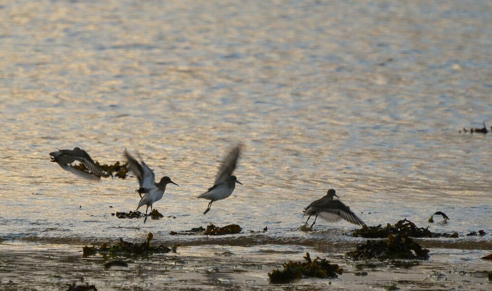 Dunlin