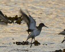 Dunlin