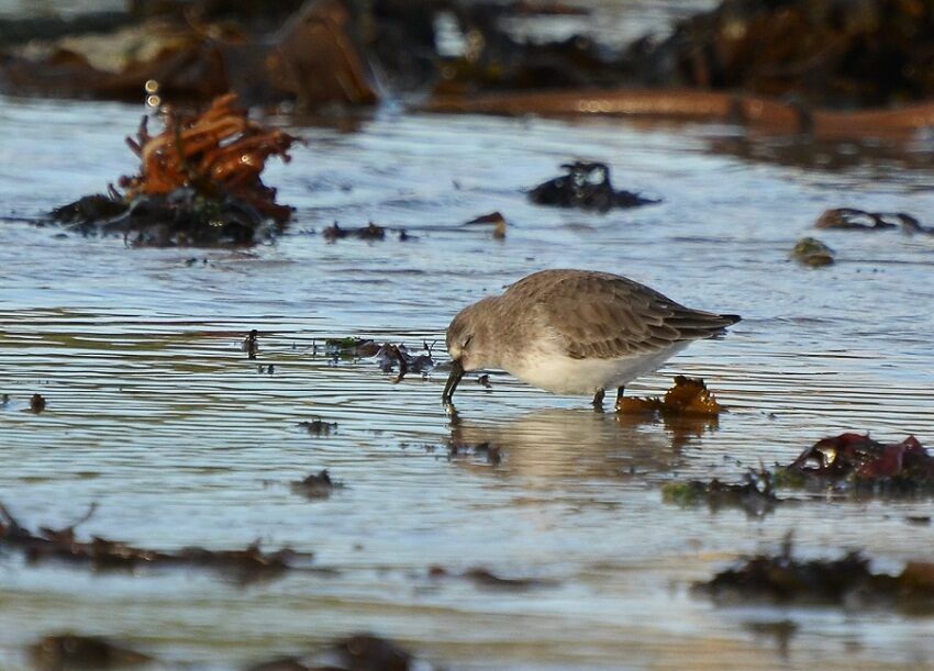 Dunlin