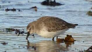 Dunlin