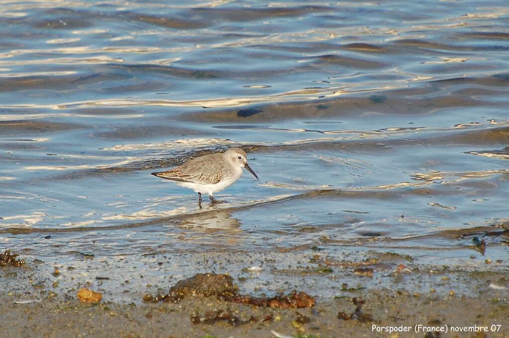 Bécasseau variable