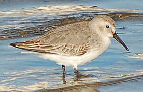 Dunlin