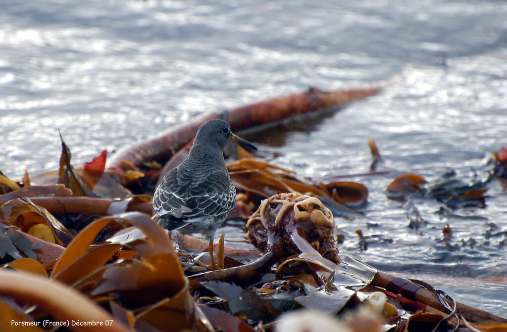 Purple Sandpiper