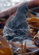 Purple Sandpiper