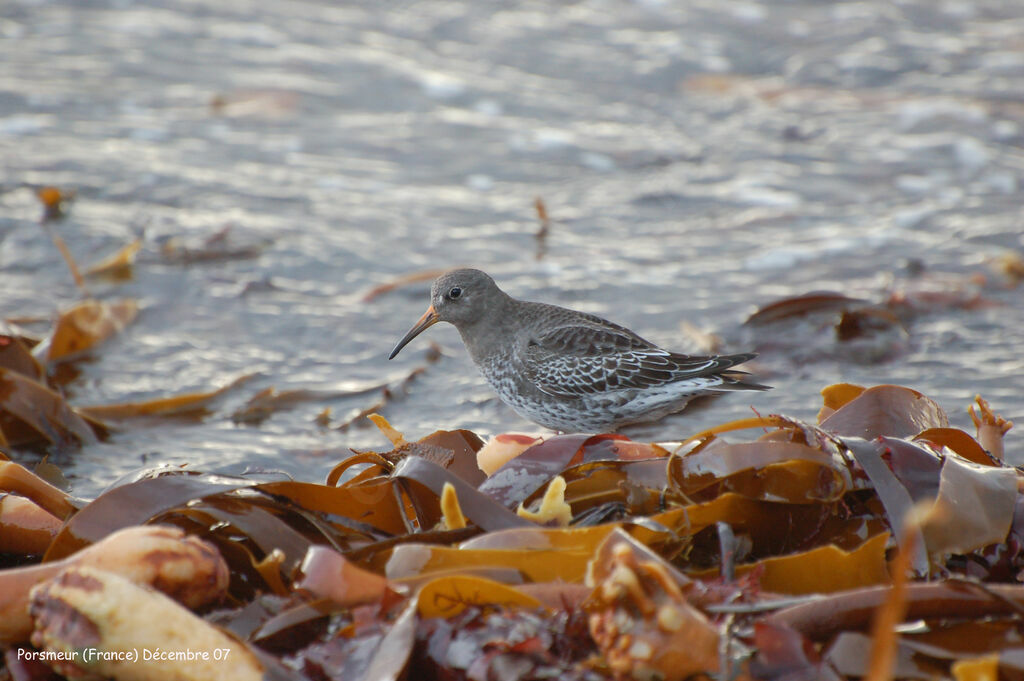 Purple Sandpiper