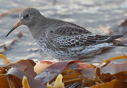 Purple Sandpiper