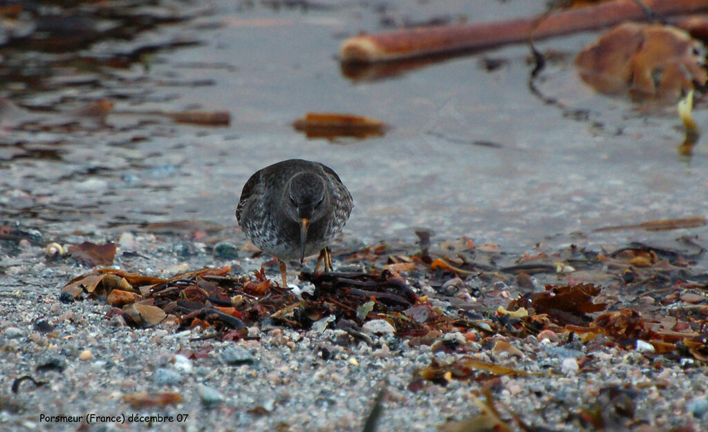 Purple Sandpiper