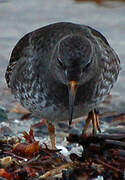 Purple Sandpiper