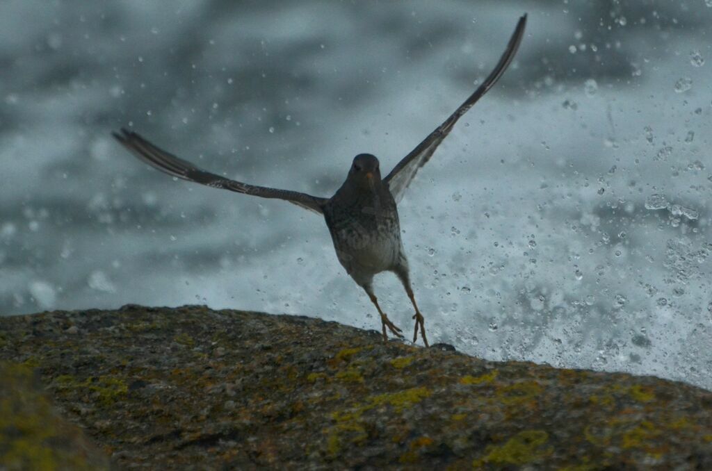 Bécasseau violetadulte