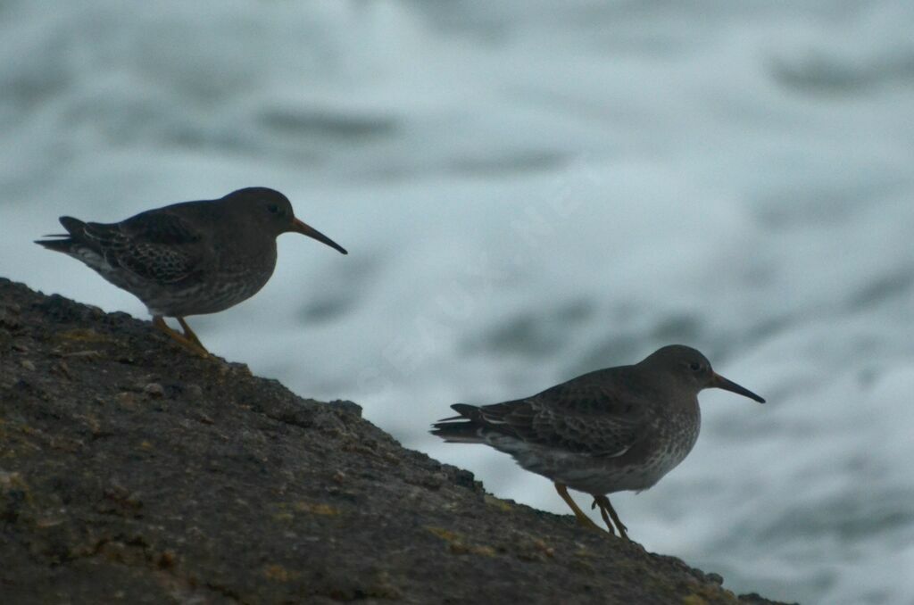 Bécasseau violetadulte, identification