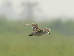 Common Snipe