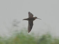 Common Snipe