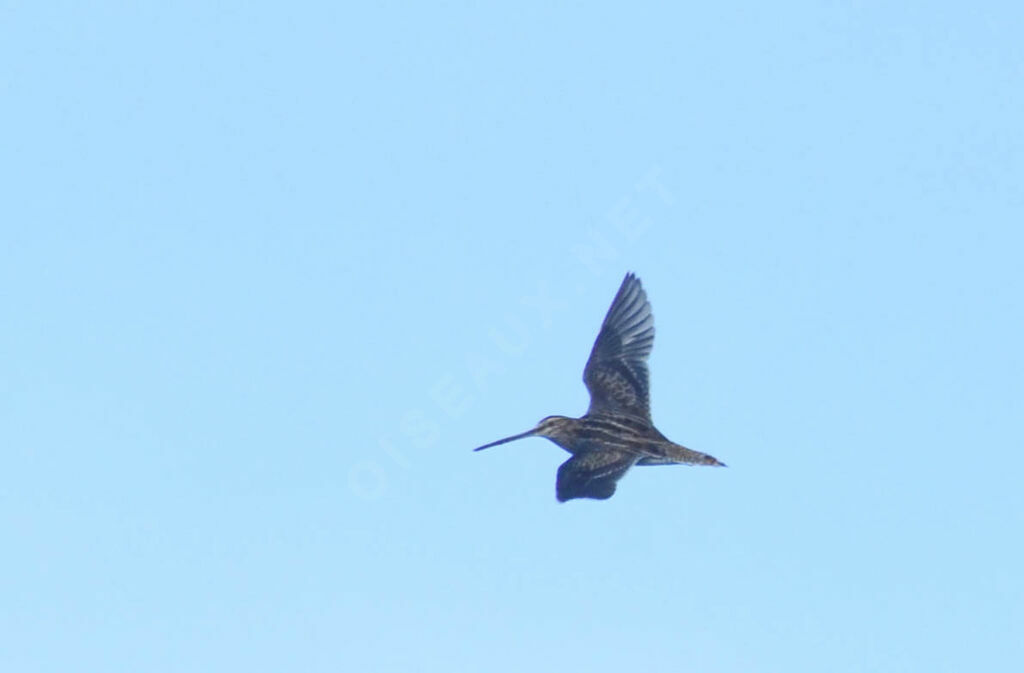 Common Snipeadult, Flight