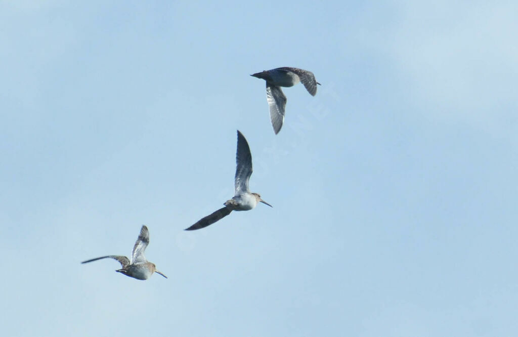 Common Snipeadult, Flight