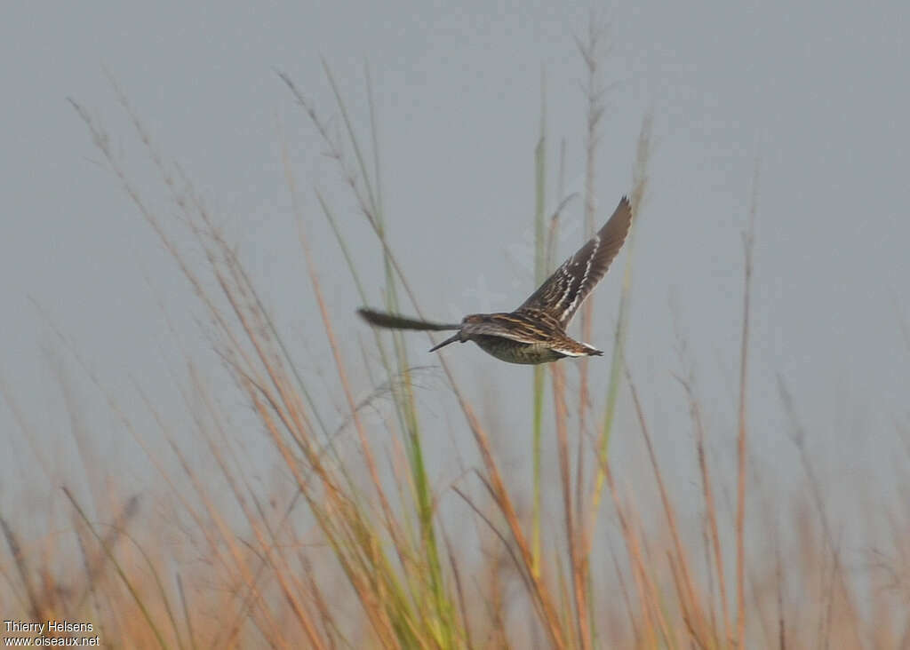 Great Snipeadult, pigmentation, Flight