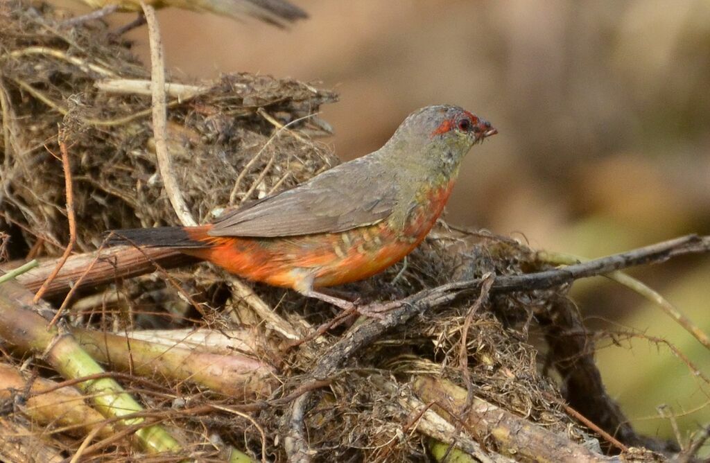 Bengali zébréadulte, identification