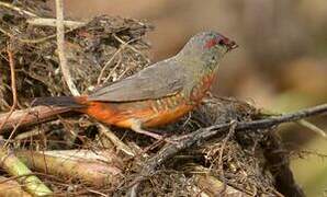 Orange-breasted Waxbill