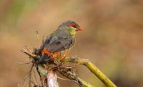 Orange-breasted Waxbill