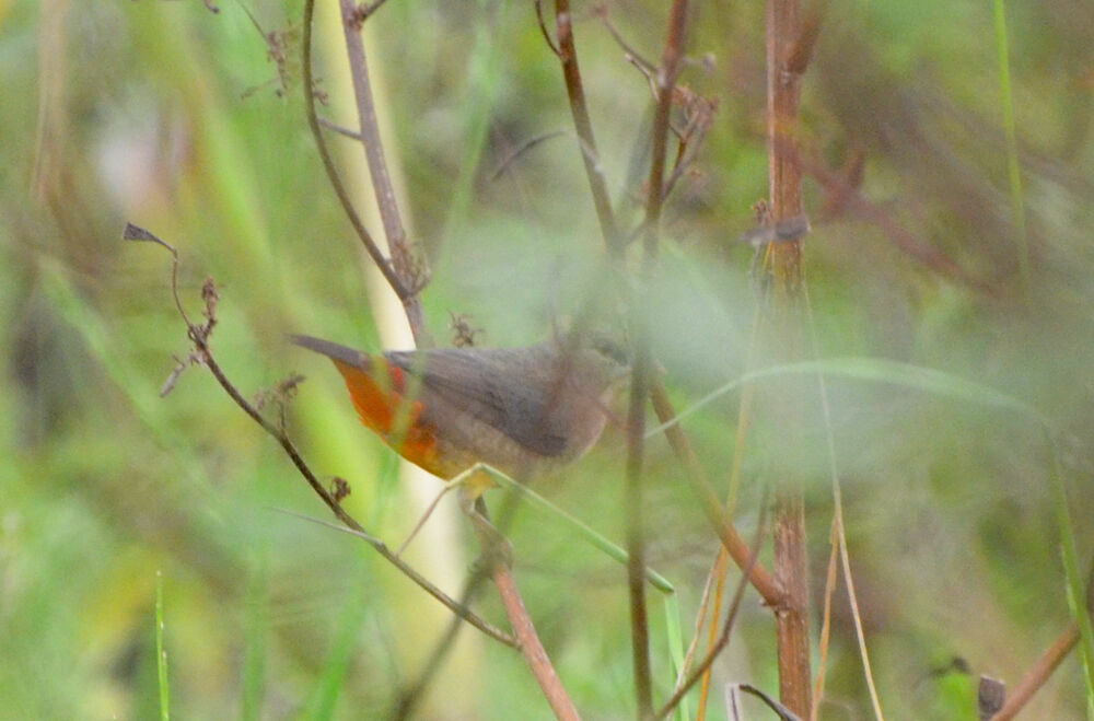 Orange-breasted Waxbillimmature