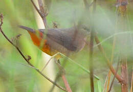 Orange-breasted Waxbill