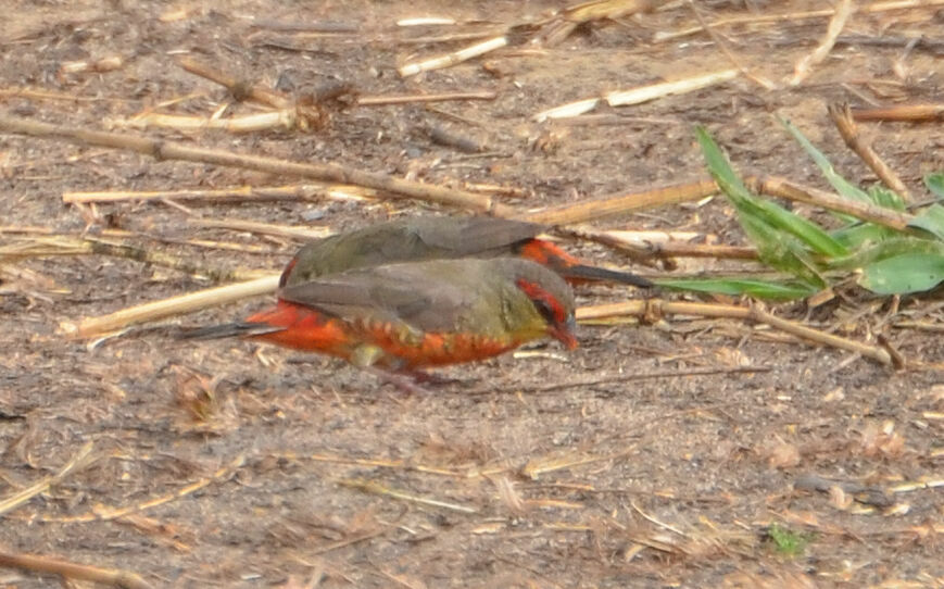 Bengali zébréadulte, identification