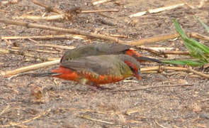 Orange-breasted Waxbill