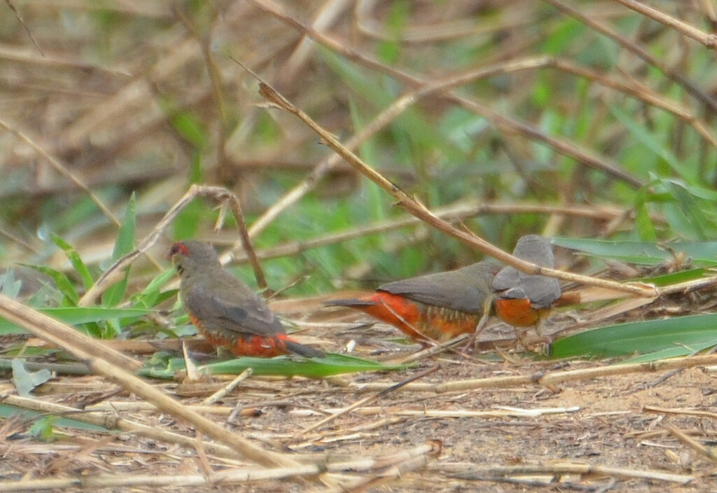 Orange-breasted Waxbilladult, identification