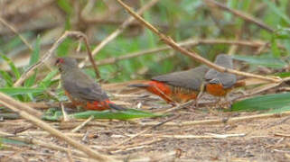 Orange-breasted Waxbill