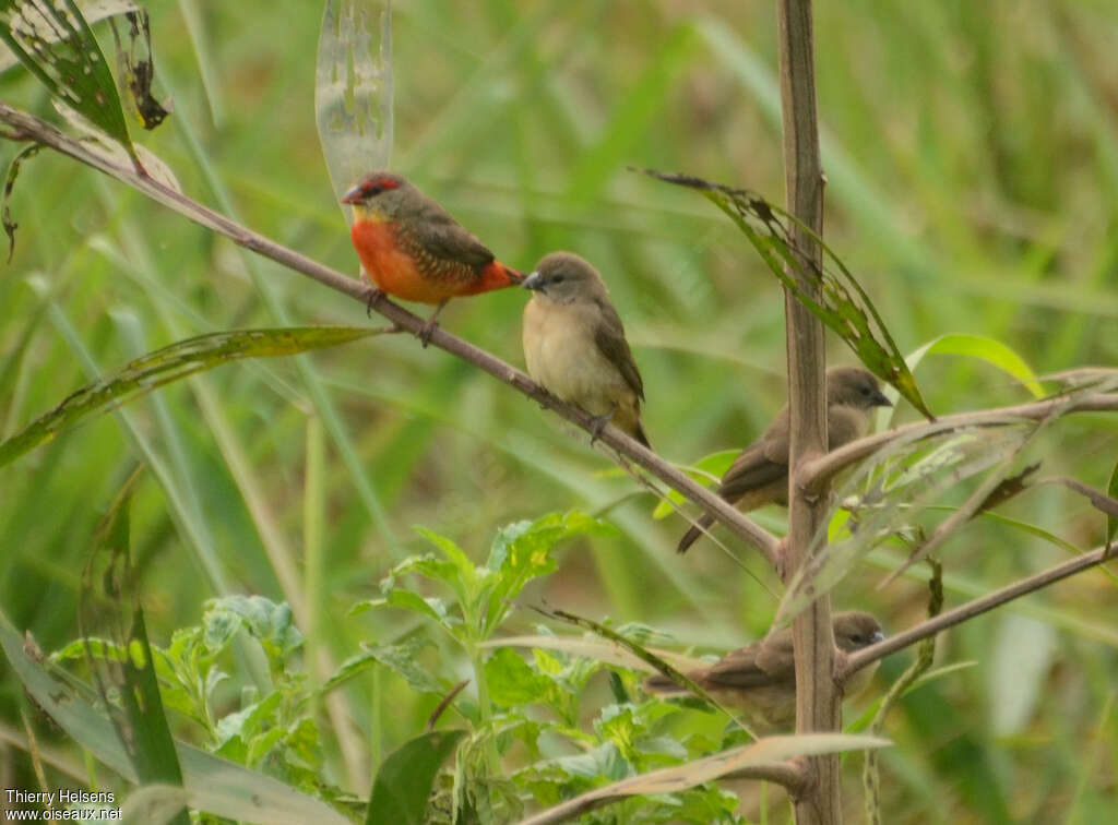 Orange-breasted Waxbill, habitat, pigmentation