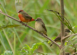 Orange-breasted Waxbill