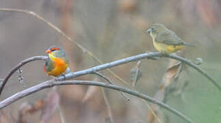 Orange-breasted Waxbill