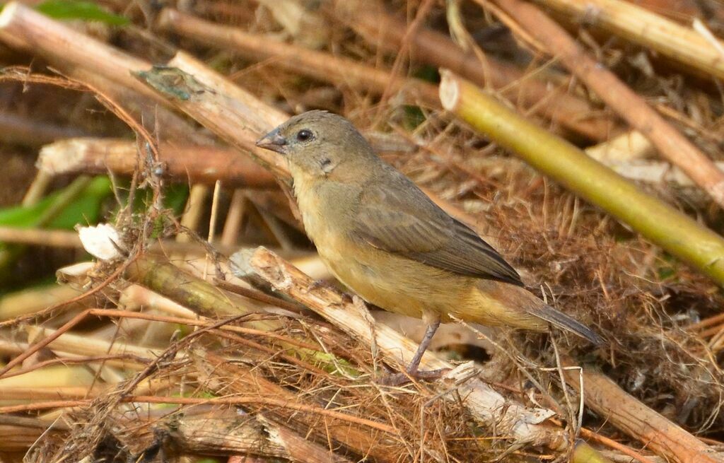 Orange-breasted Waxbillimmature, identification