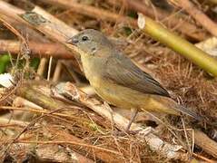 Orange-breasted Waxbill