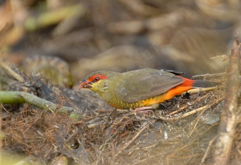 Orange-breasted Waxbilladult, identification