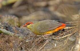 Orange-breasted Waxbill