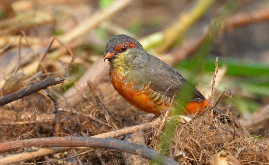 Orange-breasted Waxbilladult, identification