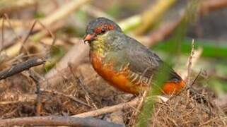 Orange-breasted Waxbill